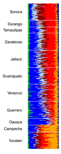 Admixture in selected Mexican states